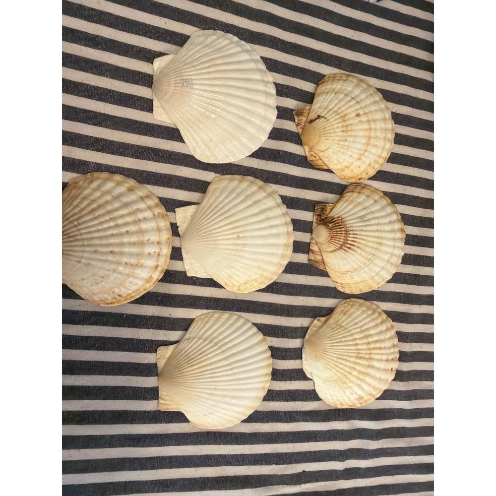 7pc Natural Irish Deep Sea‎ Scallop Shells Large 5 Inch White Tan Coastal Decor